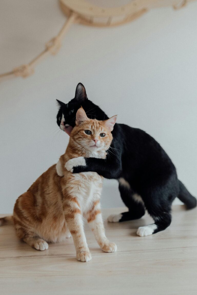 Hogar de Patitas