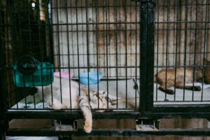 REQUISITOS PARA ADOPTAR