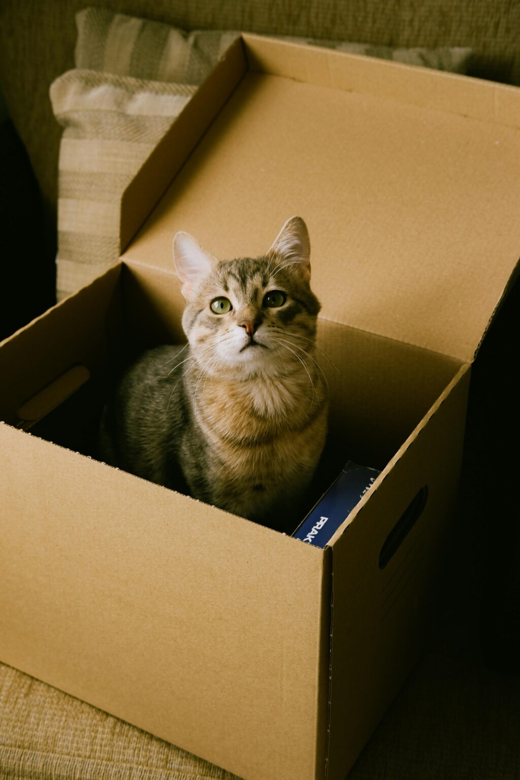 Hogar de Patitas