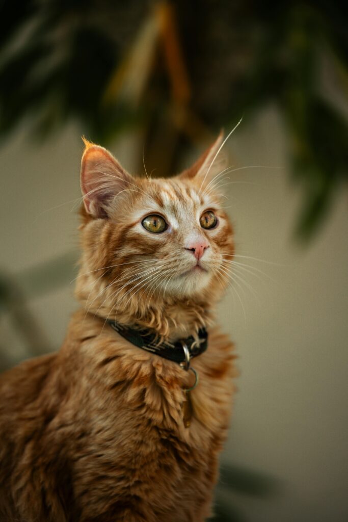 Gato Rescatado