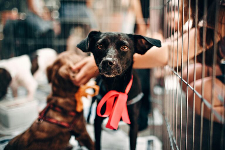 Adopciones de perritos