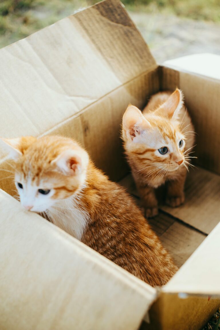 Hogar de Patitas