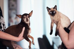Hogar de Patitas