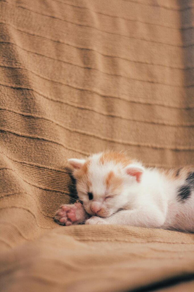 Gatito Bebé rescatado