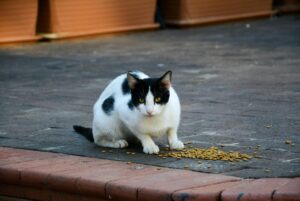 Hogar de Patitas