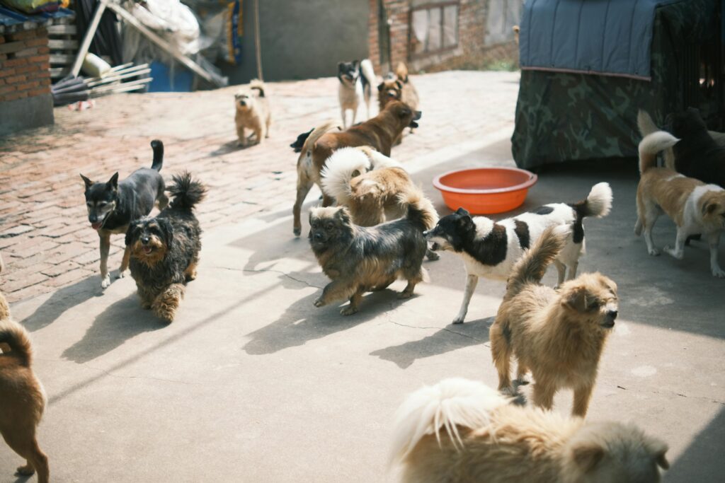Hogar de Patitas
