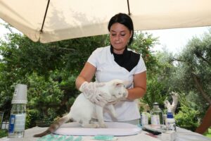 Hogar de Patitas