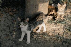 Hogar de Patitas