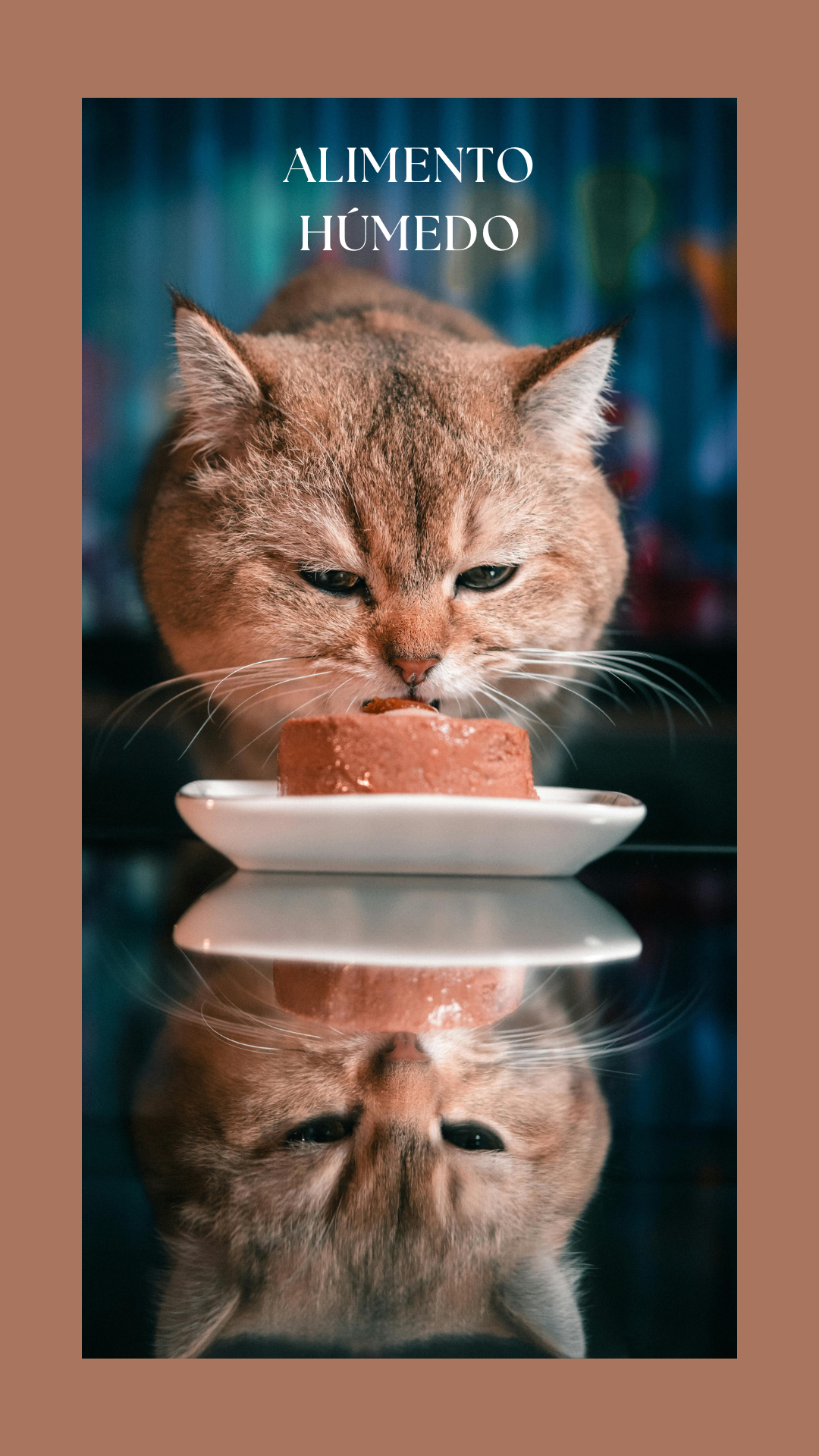 Aliemento Humedo